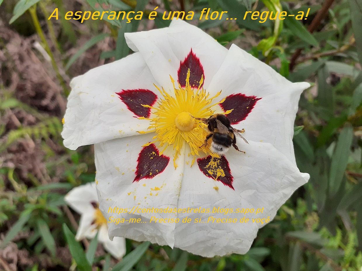 a esperanca é uma flor reguea.jpg